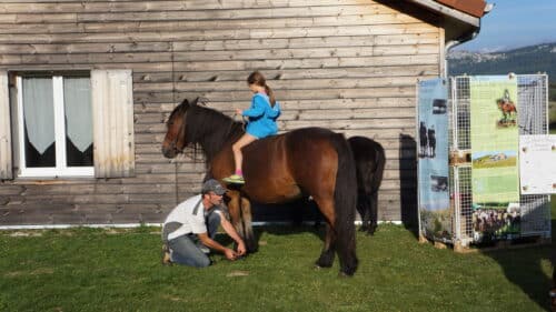 Cheval du Vercors Barraquand